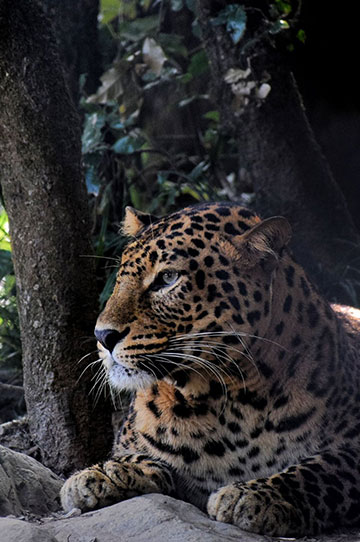 Telangana-National-Parks
